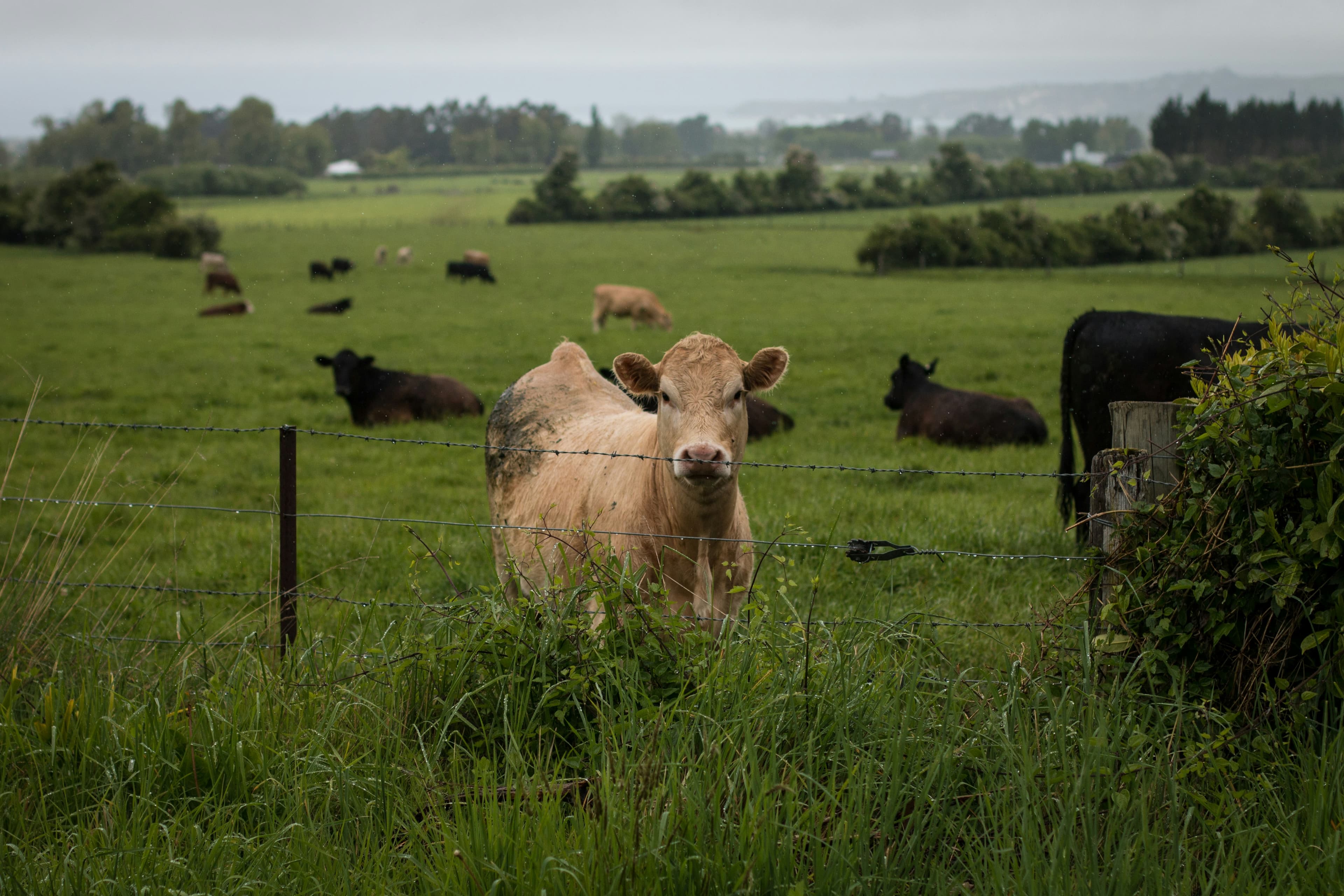 cows